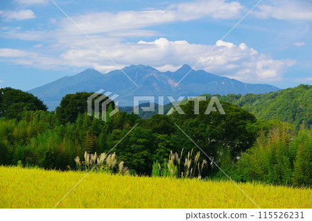 The view of the Yatsugatake Mountains from a rice field before harvest, shining golden against the backdrop of a blue sky with white clouds drifting by. Ver2 115526231