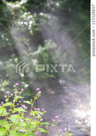 Fresh greenery and clear stream eco-image Oyama Kiyazawa Stream 115526657