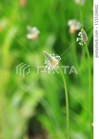 赫拉車前草的花 赫拉車前草的花 115526682
