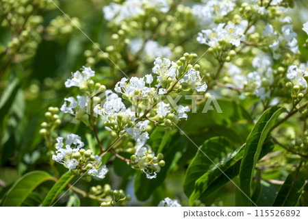 紫薇花 屋久島紫薇形象 115526892