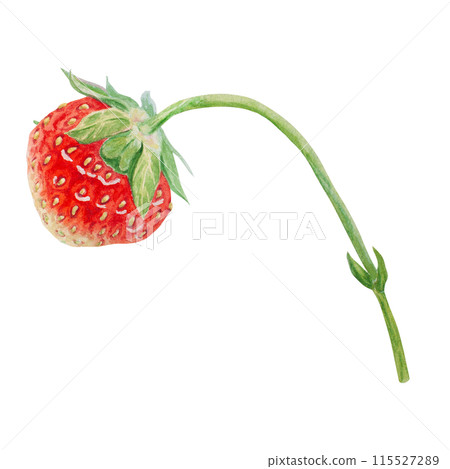 Red strawberry hand drawn watercolor illustration. Delicious food art, fresh botanical realistic painting. Summer sweet berry clipart for restaurant, cafe menu, packaging of farm goods, vegan products 115527289