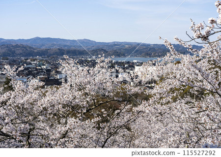 旭山公園的櫻花 115527292
