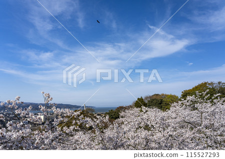 Cherry blossoms in Asahiyama Park 115527293