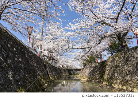 Cherry blossom trees along Kumasaka River 115527332