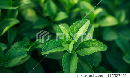 Capture a close-up shot of a stevia plant with its bright green leaves 115527431