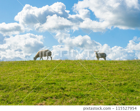 White sheep grazing on a dyke during a sunny afternoon White sheep grazing on a dyke during a sunny afternoon 115527954
