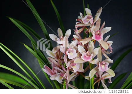 Cymbidium (Momoko) 20240302 Cymbidium (Momoko) 20240302 115528311