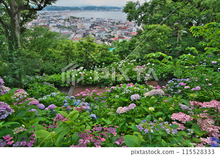 初夏的鎌倉長谷寺，從盛開的繡球花中眺望由比濱海 115528333