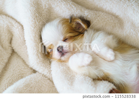 2 month old long coated chihuahua puppy sleeping face up in a blanket 115528338