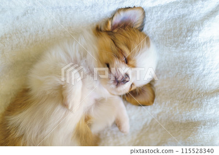2 month old long coated chihuahua puppy sleeping face up in a blanket 115528340