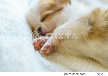 2-month-old Chihuahua puppy sleeping on its side with its paws 2-month-old Chihuahua puppy sleeping on its side with its paws 115528342