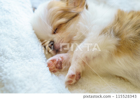 2-month-old Chihuahua puppy sleeping on its side with its paws 115528343