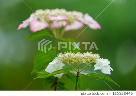 Hydrangea flower 115528446