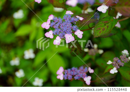 Hydrangea flower 115528448