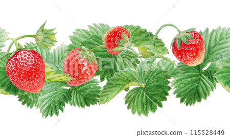 Red strawberry seamless border. Cut in half and whole berries. Hand drawn watercolor ornament. Delicious food art, fresh botanical realistic painting. Summer berry banner for menu, packaging, prints Red strawberry seamless border. Cut in half and whole berries. Hand drawn watercolor ornament. Delicious food art, fresh botanical realistic painting. Summer berry banner for menu, packaging, prints 115528449
