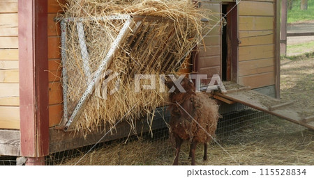 Curly sheep in a pen eat hay from a feeder on a farm. Breeding cattle on a farm. Beautiful cute sheep eat hay from the feeder and walk around the spacious enclosure. 115528834