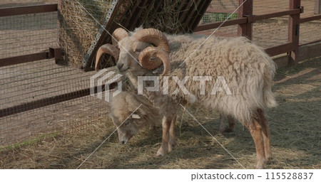 A curly-haired ram with horns eats hay from a feeder in an enclosure. Sheep are bred on the farm and kept in an enclosure for walking. Sheep eat hay from the feeder with appetite. A curly-haired ram with horns eats hay from a feeder in an enclosure. Sheep are bred on the farm and kept in an enclosure for walking. Sheep eat hay from the feeder with appetite. 115528837