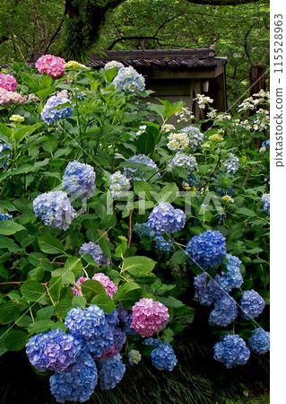 繡球花亞達寺 115528963