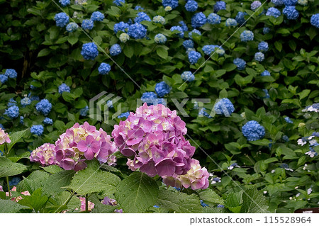 繡球花亞達寺 115528964