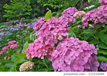 Pink hydrangeas stand out on the slopes of Hasedera Temple in Kamakura in early summer 115528994
