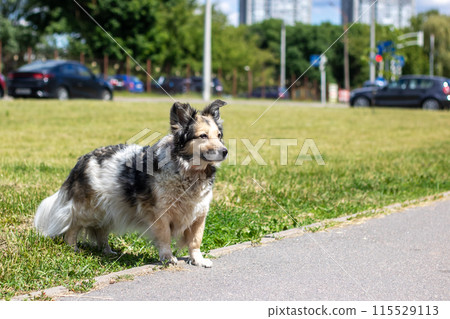 A small dog is standing on the side of a road, next to a grassy area A small dog is standing on the side of a road, next to a grassy area 115529113
