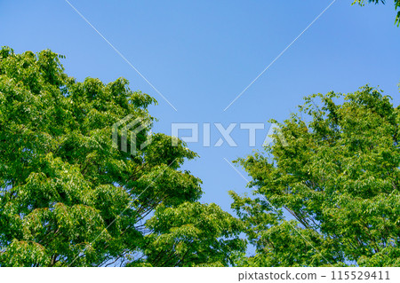 Clear blue sky and fresh green trees Clear blue sky and fresh green trees 115529411