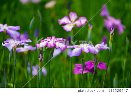 Iris Iris 115529447