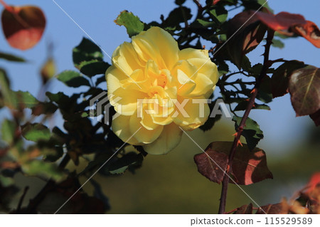Arao City Ominous Citizen Flower Bed Rose Flower, 115529589