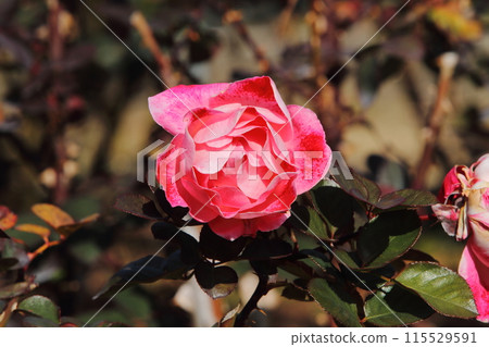 Arao City Ominous Citizen Flower Bed Rose Flower, 115529591