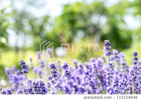 英國薰衣草花圖片 115529646