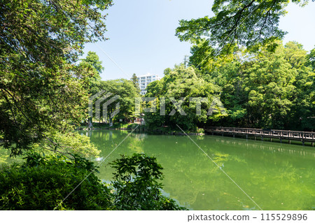 井之頭公園、井之頭池塘和弁天橋，晴朗的夏日天空，東京三鷹市 115529896