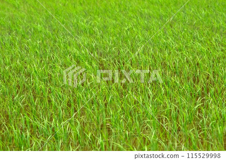 播種後的水稻，Narabai Yato 115529998