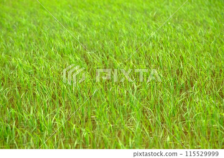 播種後的水稻，Narabai Yato 115529999
