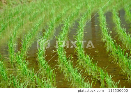 播種後的水稻，Narabai Yato 115530000