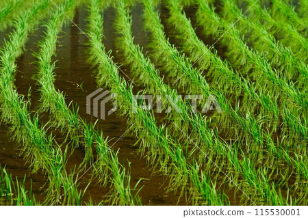Rice after planting in Narabaiyato 115530001