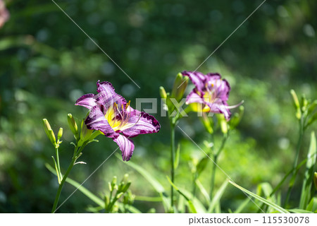 Lily flower purple early summer flower image Lily flower purple early summer flower image 115530078