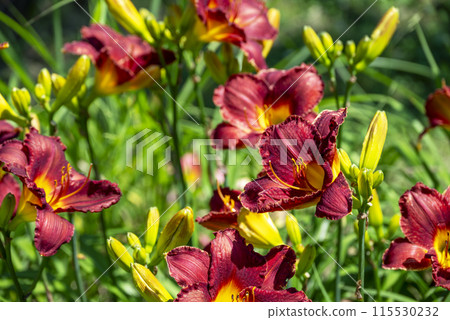 Lily flower red early summer flower image Lily flower red early summer flower image 115530232