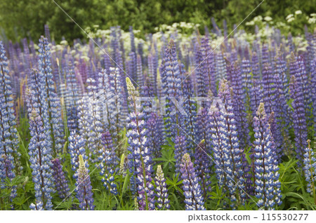 Lupin flowers in a meadow, close up shot Lupin flowers in a meadow, close up shot 115530277