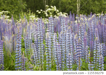 Lupin flowers in a meadow, close up shot Lupin flowers in a meadow, close up shot 115530279