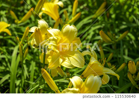 lily flower yellow early summer flower image 115530640