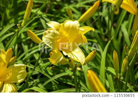 lily flower yellow early summer flower image lily flower yellow early summer flower image 115530655