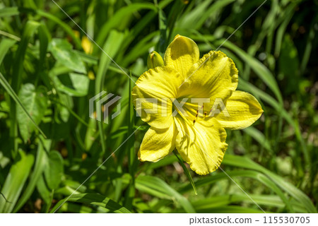 lily flower yellow early summer flower image 115530705