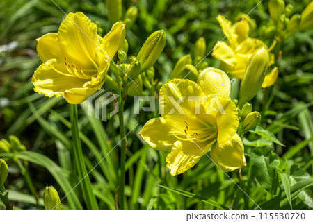 lily flower yellow early summer flower image lily flower yellow early summer flower image 115530720