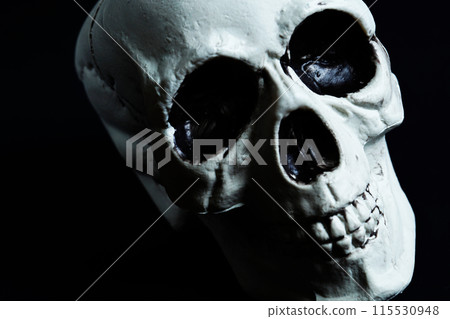 skull skull 115530948