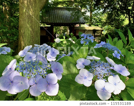 寺院綠蔭下盛開的繡球花（瑞雲山本光寺/愛知縣幸田町） 115531189