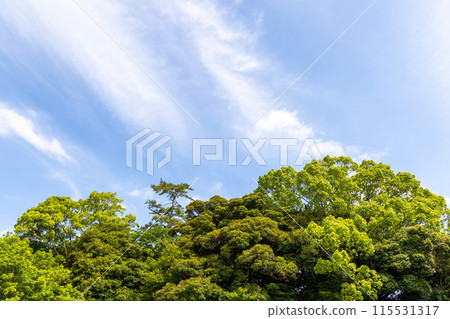 New green, blue sky and white cloud New green, blue sky and white cloud 115531317