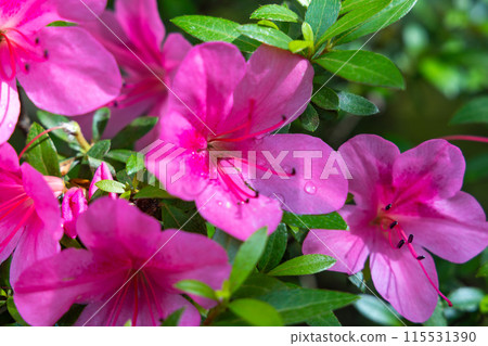 紅杜鵑花 紅杜鵑花 115531390
