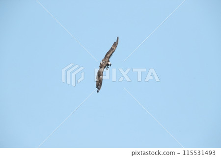 狩獵Osprego 115531493