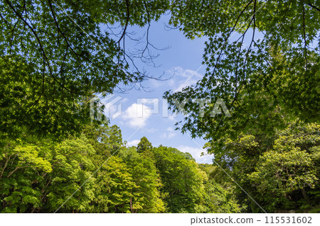 Fresh green trees, blue sky and white clouds Fresh green trees, blue sky and white clouds 115531602