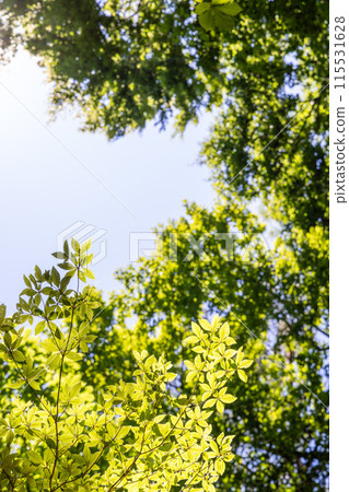 樹要抬頭 樹要抬頭 115531628